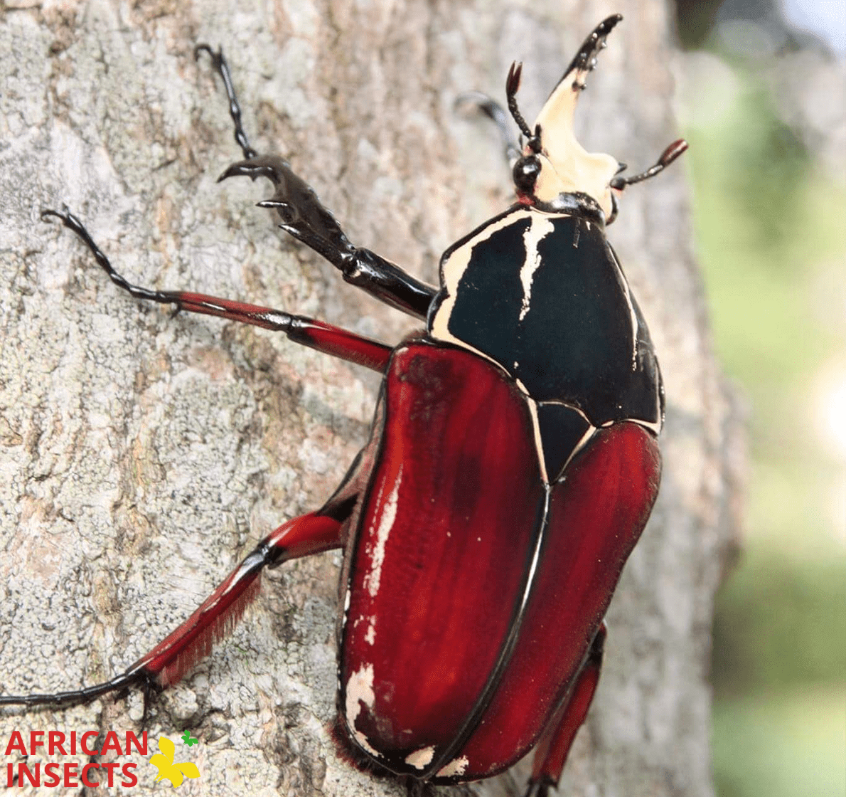 Contact African Insects | African Insects