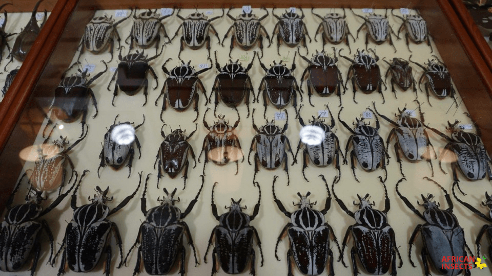 Insect Collectos Insect Collection
